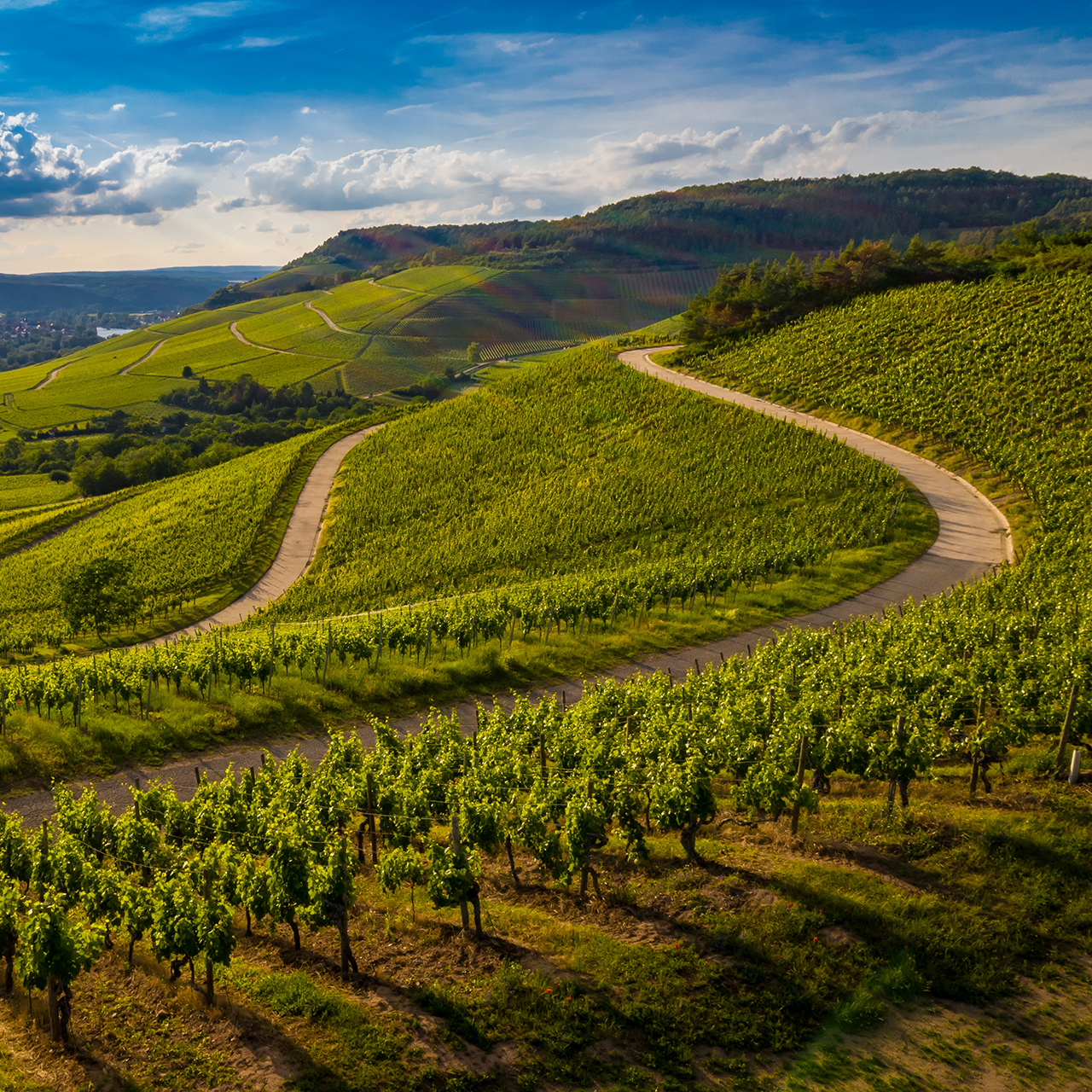 Belle vue d'un vignoble dans les collines verdoyantes au coucher du soleil