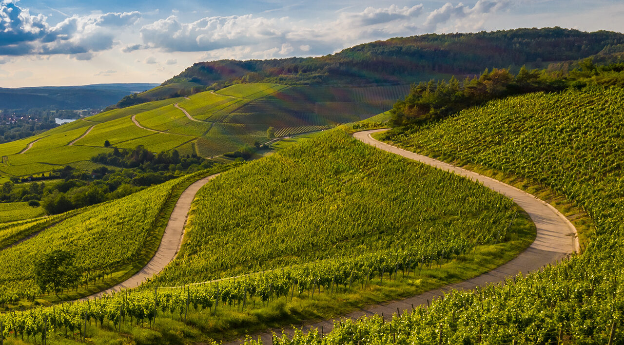 Tourisme beaujolais - paysage de vignes à perte de vue