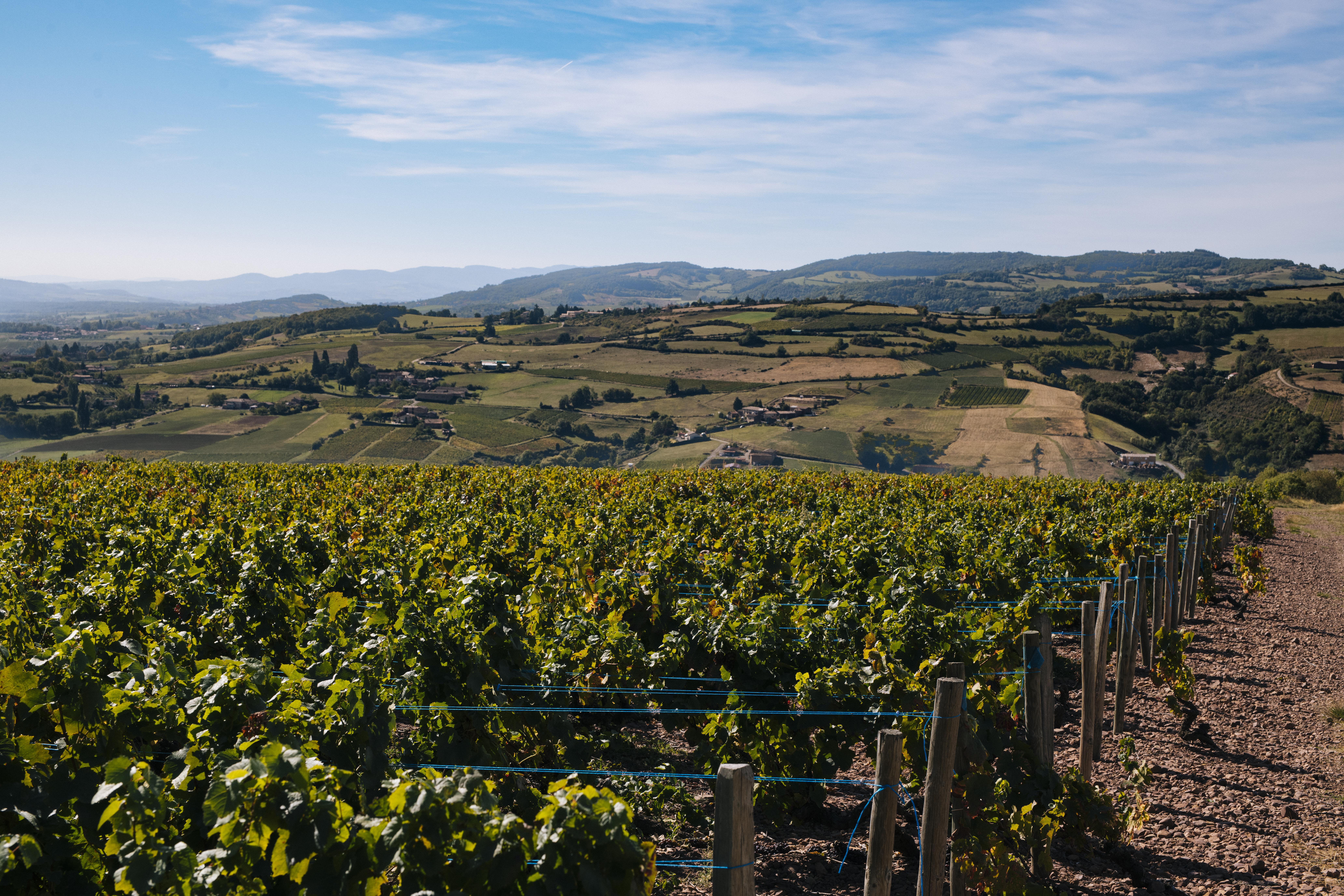 Vue sur les vignes du Beaujolais sous le soleil
