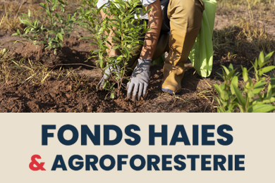 Biodiversité : plantez des haies !