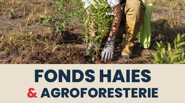 Une personne réalise des plantations.