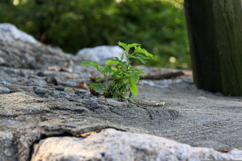 plante sauvage